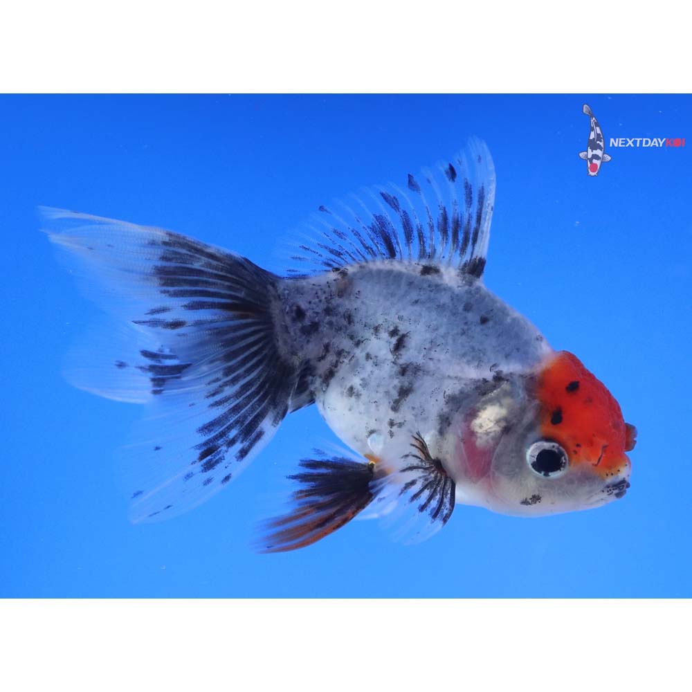 4” Imported Calico Oranda