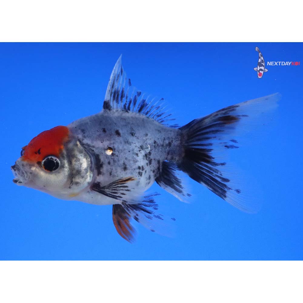 4” Imported Calico Oranda