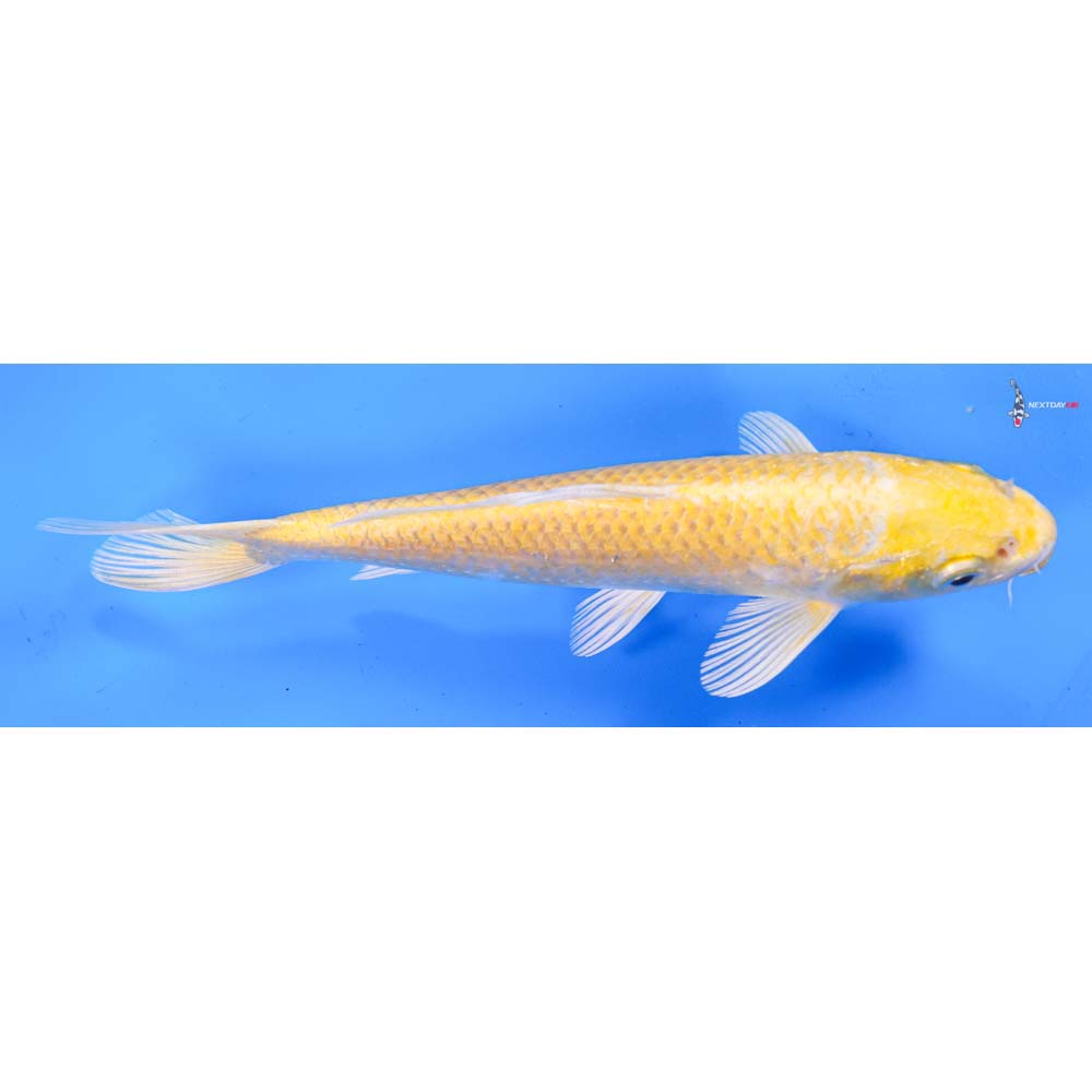 6.5” Imported Yamabuki Ogon