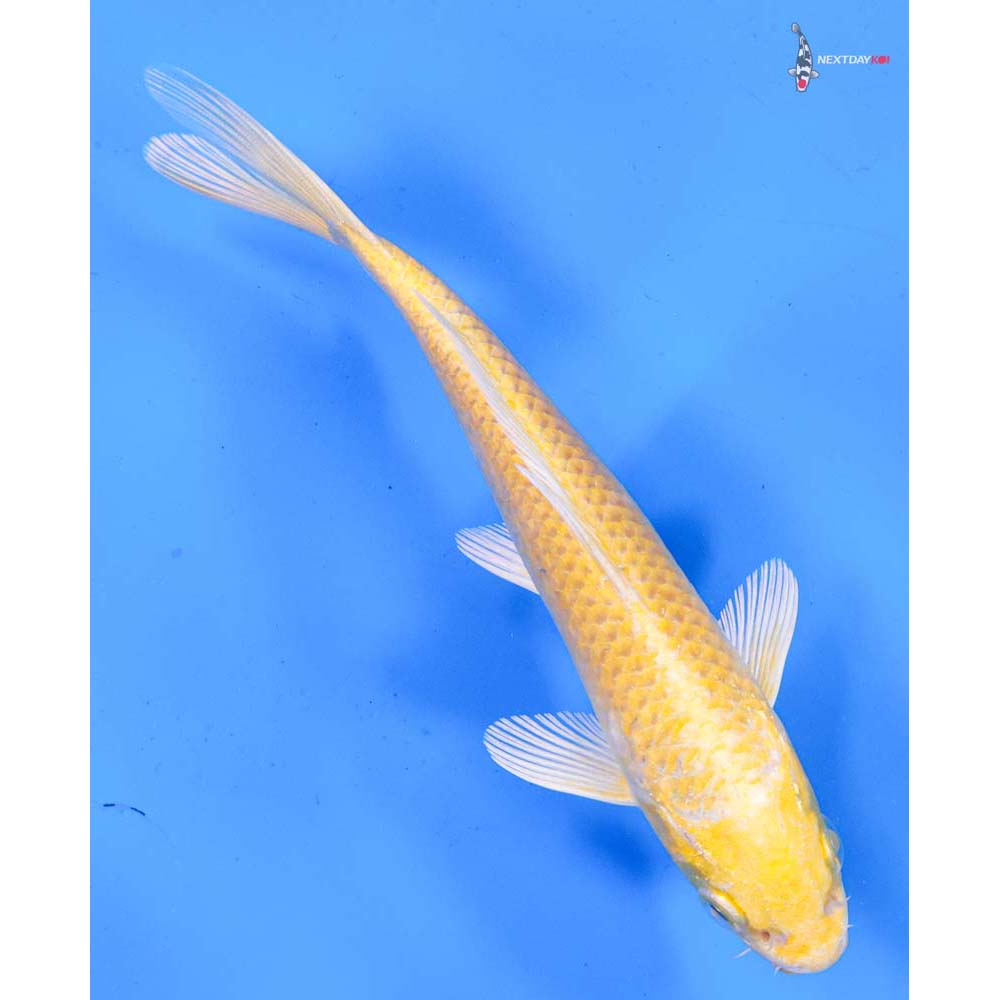 6.5” Imported Yamabuki Ogon