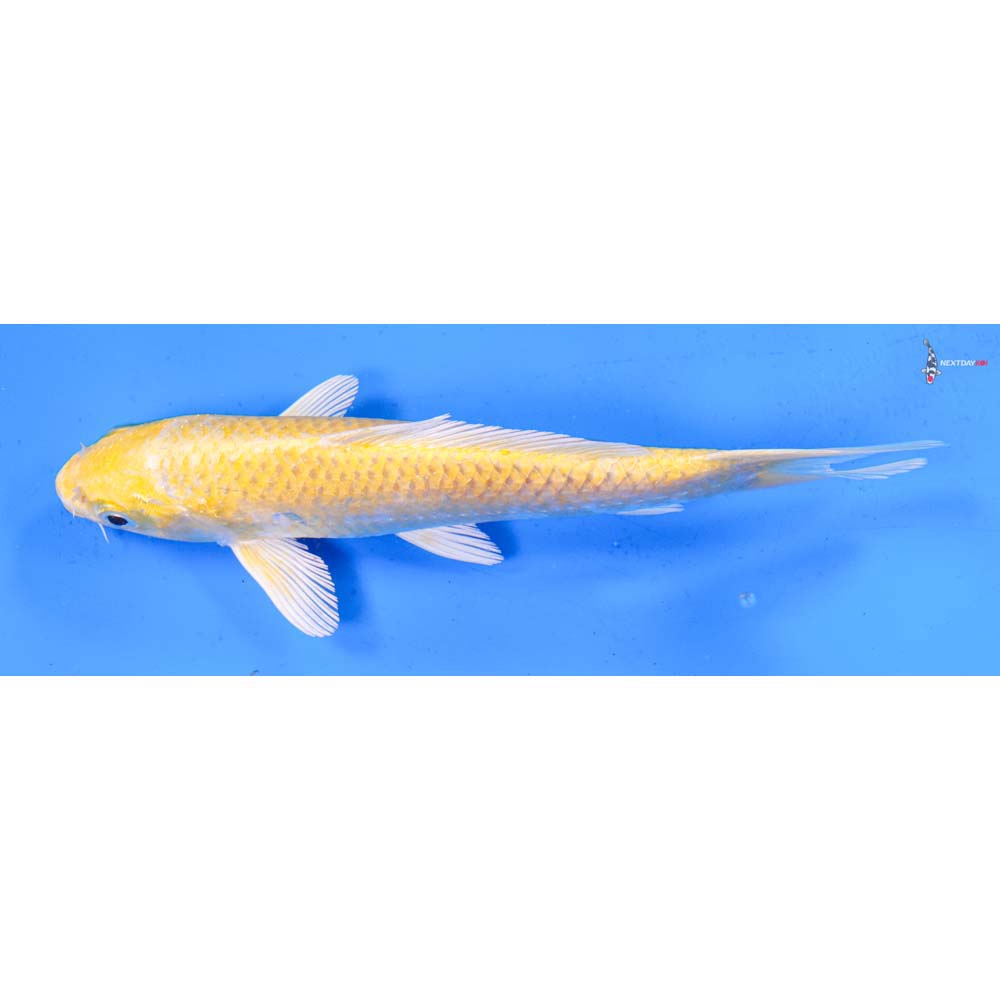 6.5” Imported Yamabuki Ogon