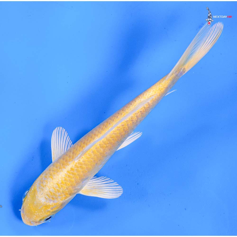 6.5” Imported Yamabuki Ogon