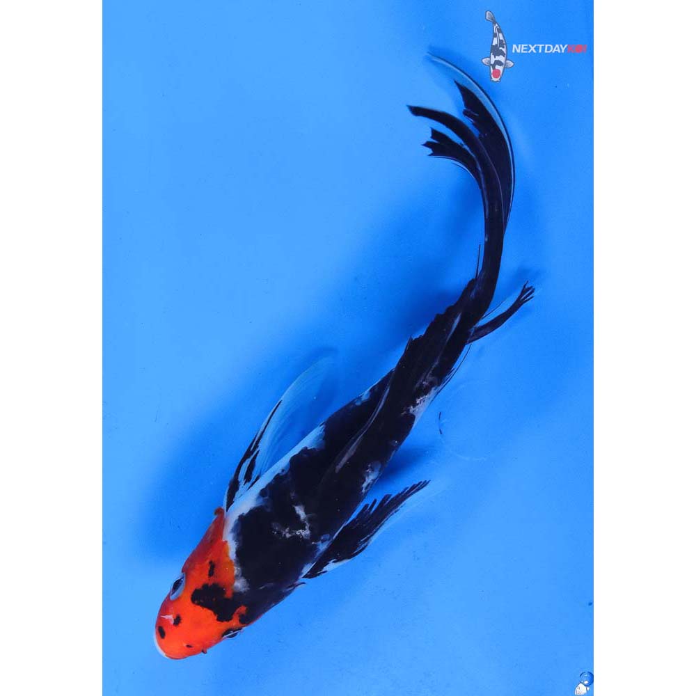 9” Imported Sanke Butterfly Koi