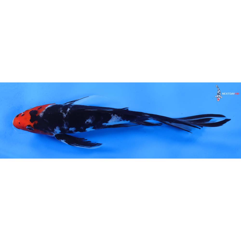 9” Imported Sanke Butterfly Koi