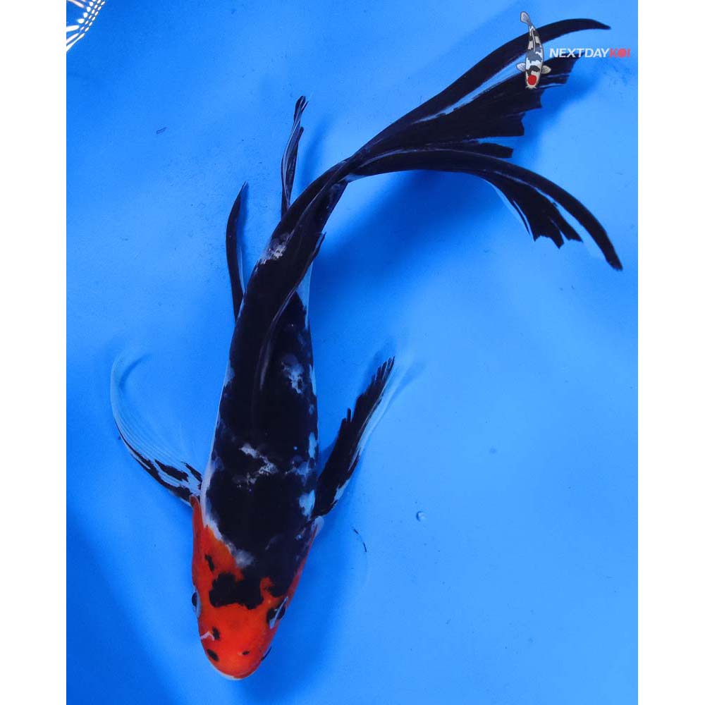 9” Imported Sanke Butterfly Koi