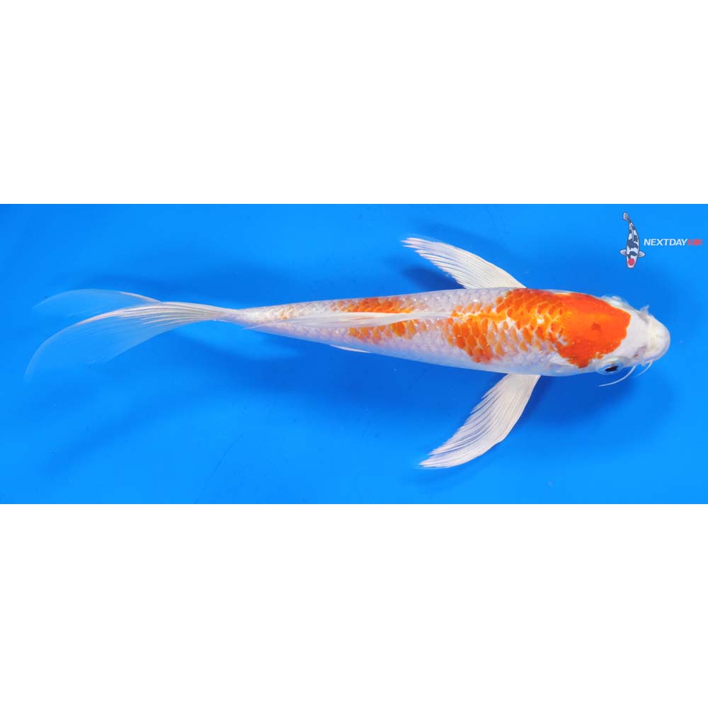 9” Imported Hariwake Butterfly Koi