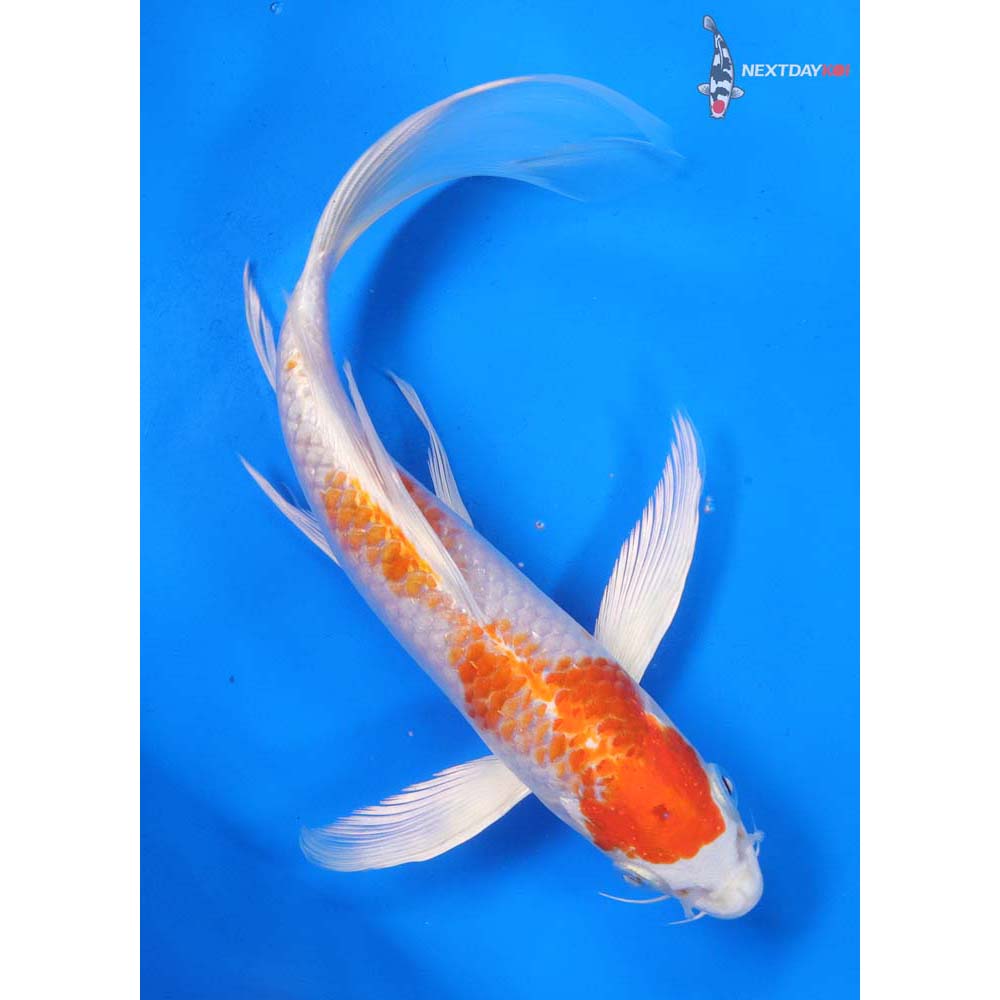 9” Imported Hariwake Butterfly Koi