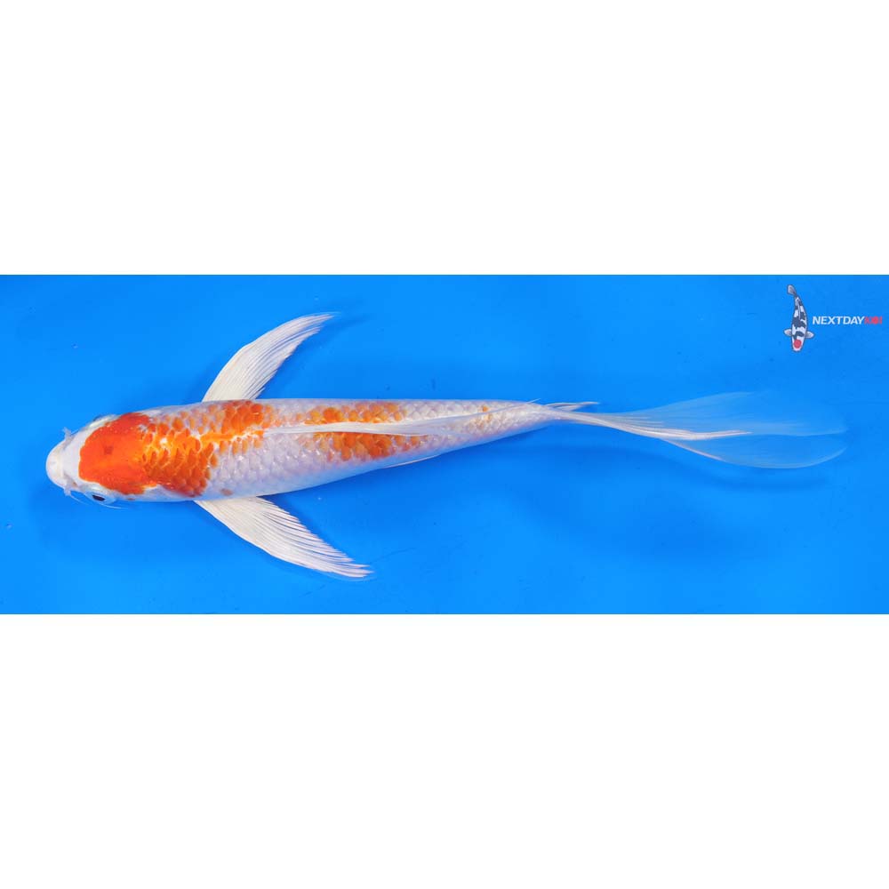 9” Imported Hariwake Butterfly Koi