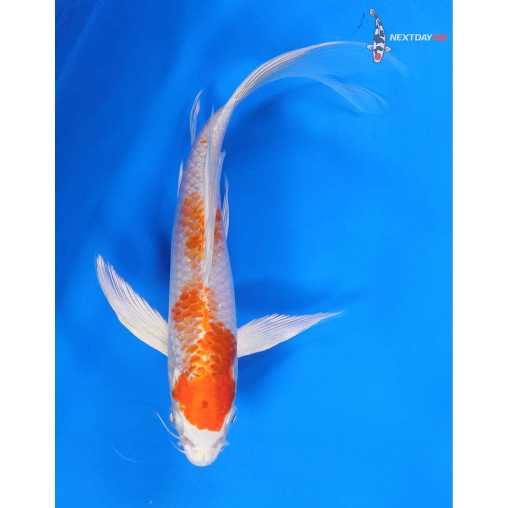 9” Imported Hariwake Butterfly Koi