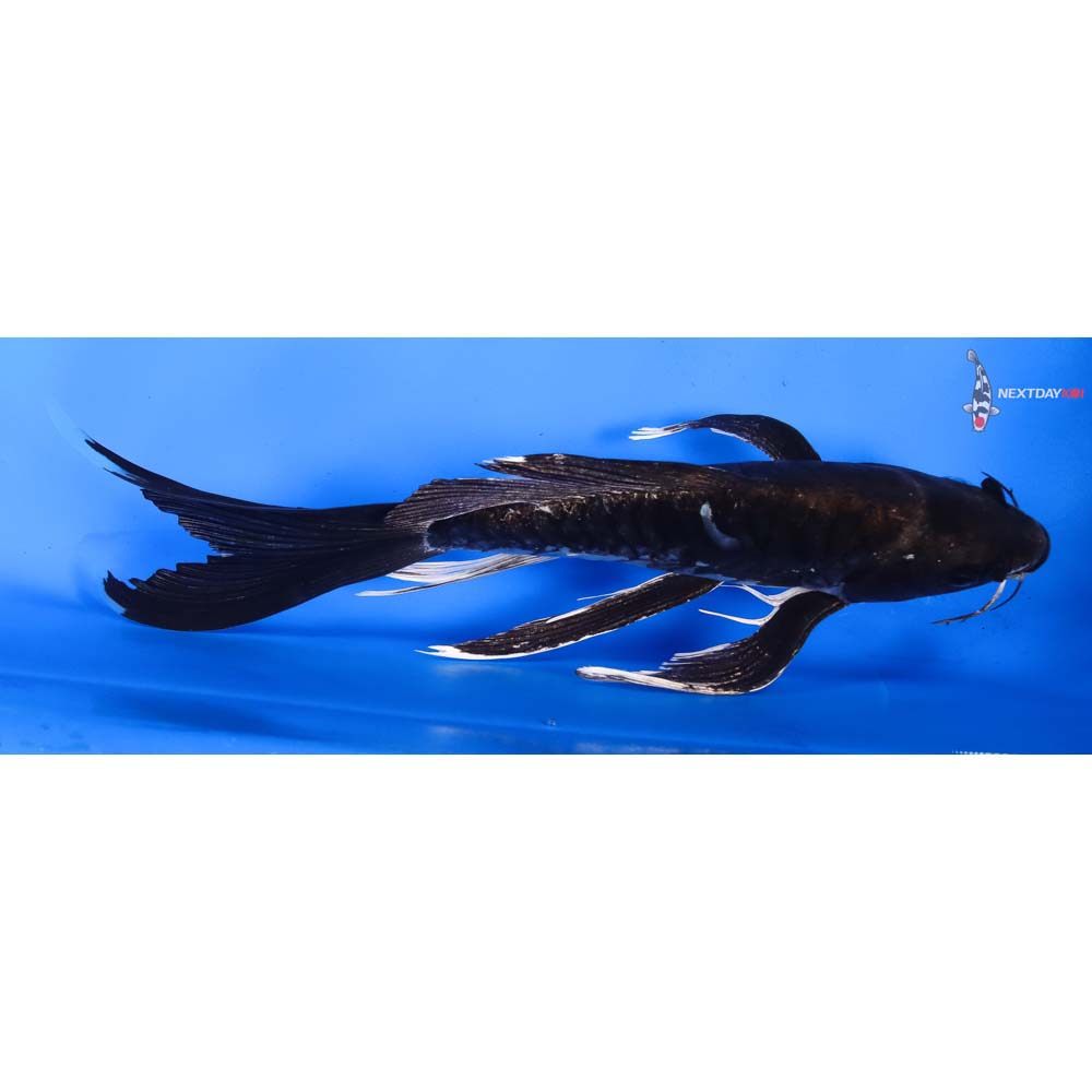 9” Imported Doitsu Hajiro Butterfly Koi