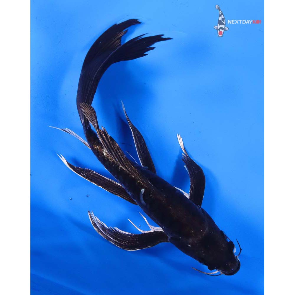 9” Imported Doitsu Hajiro Butterfly Koi