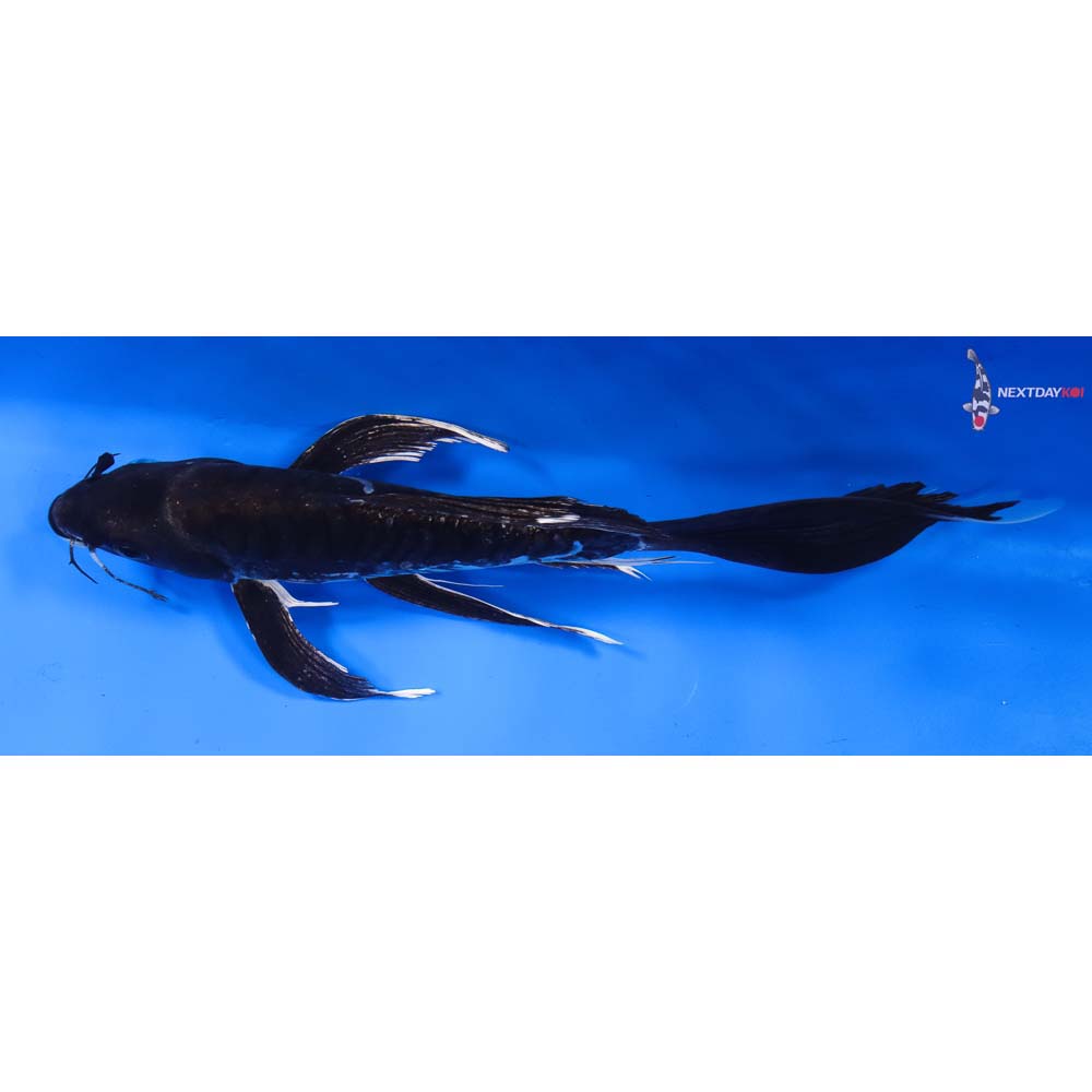 9” Imported Doitsu Hajiro Butterfly Koi