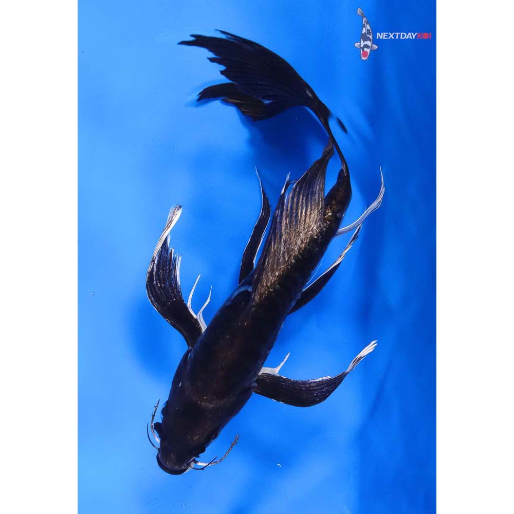 9” Imported Doitsu Hajiro Butterfly Koi