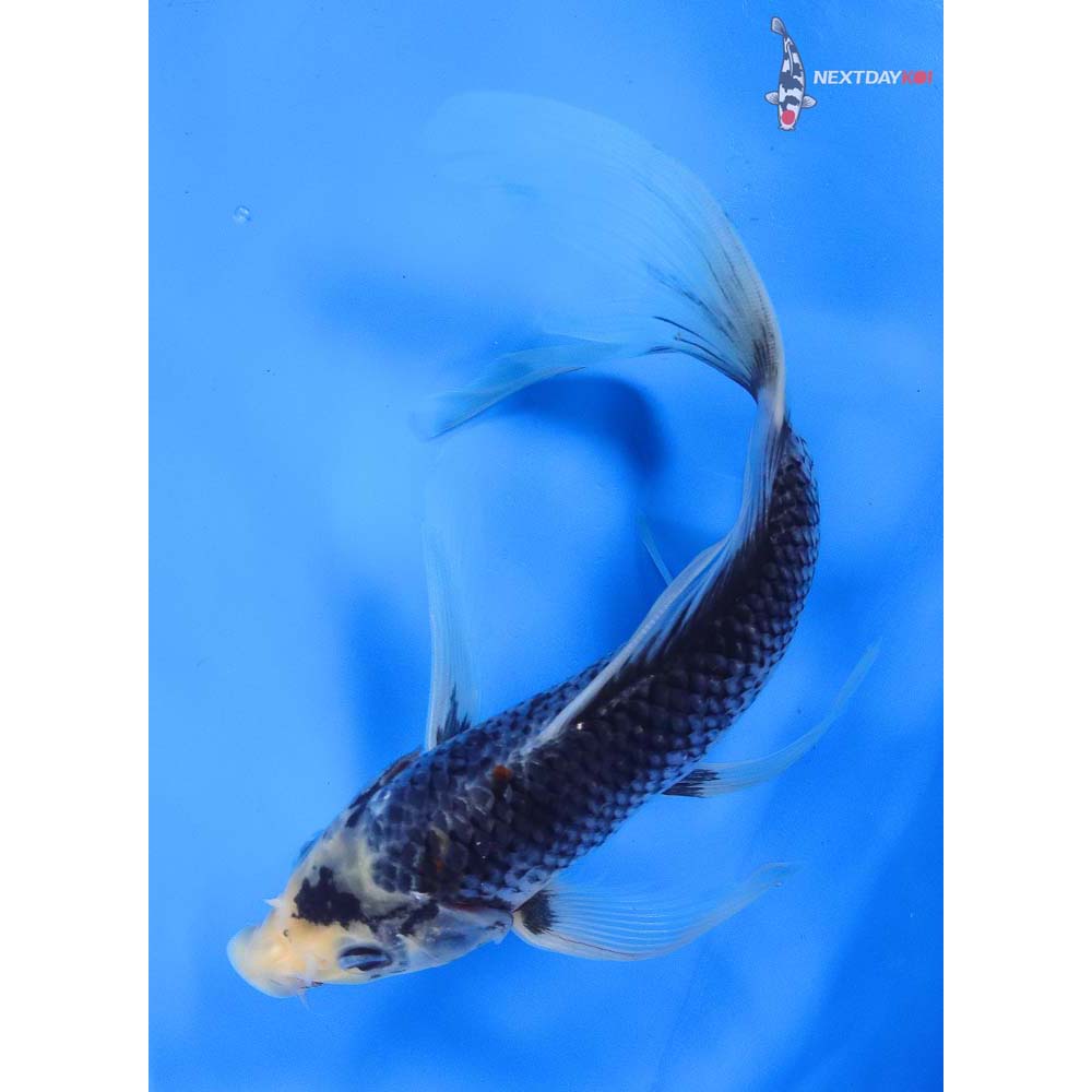 9” Imported Beni Matsukawabakke Butterfly Koi