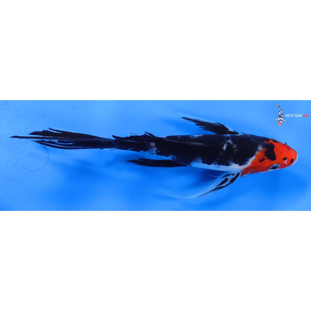 9” Imported Sanke Butterfly Koi