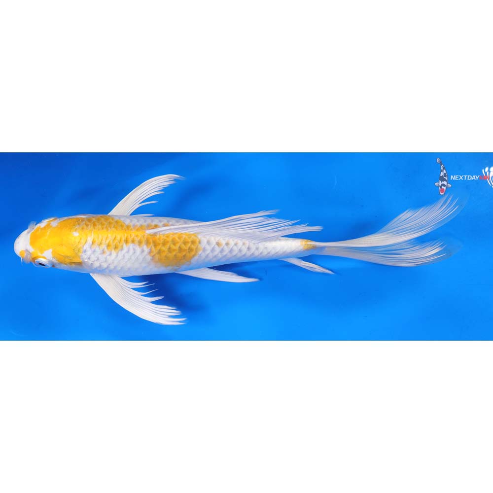 10.5” Imported Lemon Hariwake Butterfly Koi