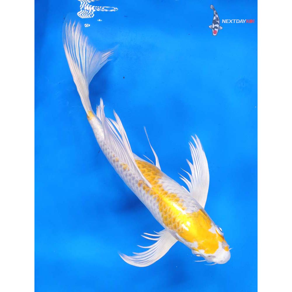 10.5” Imported Lemon Hariwake Butterfly Koi