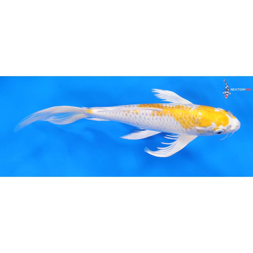 10.5” Imported Lemon Hariwake Butterfly Koi