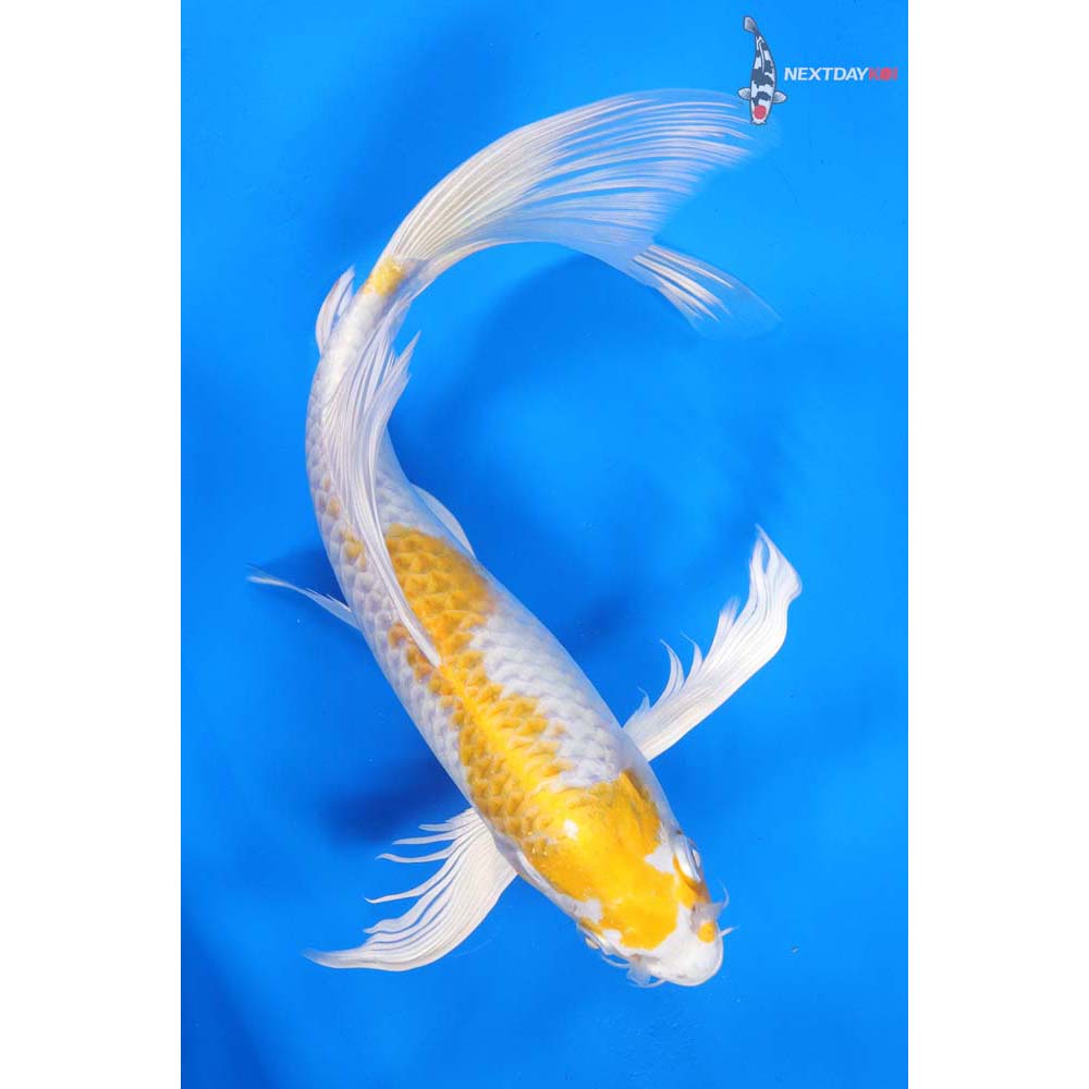 10.5” Imported Lemon Hariwake Butterfly Koi
