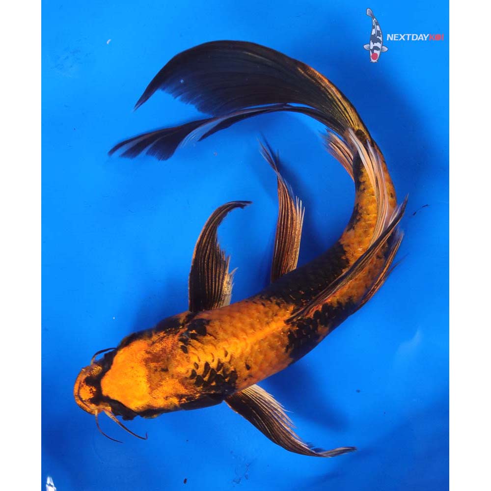 10.5” Imported Kin Hi Utsuri Butterfly Koi