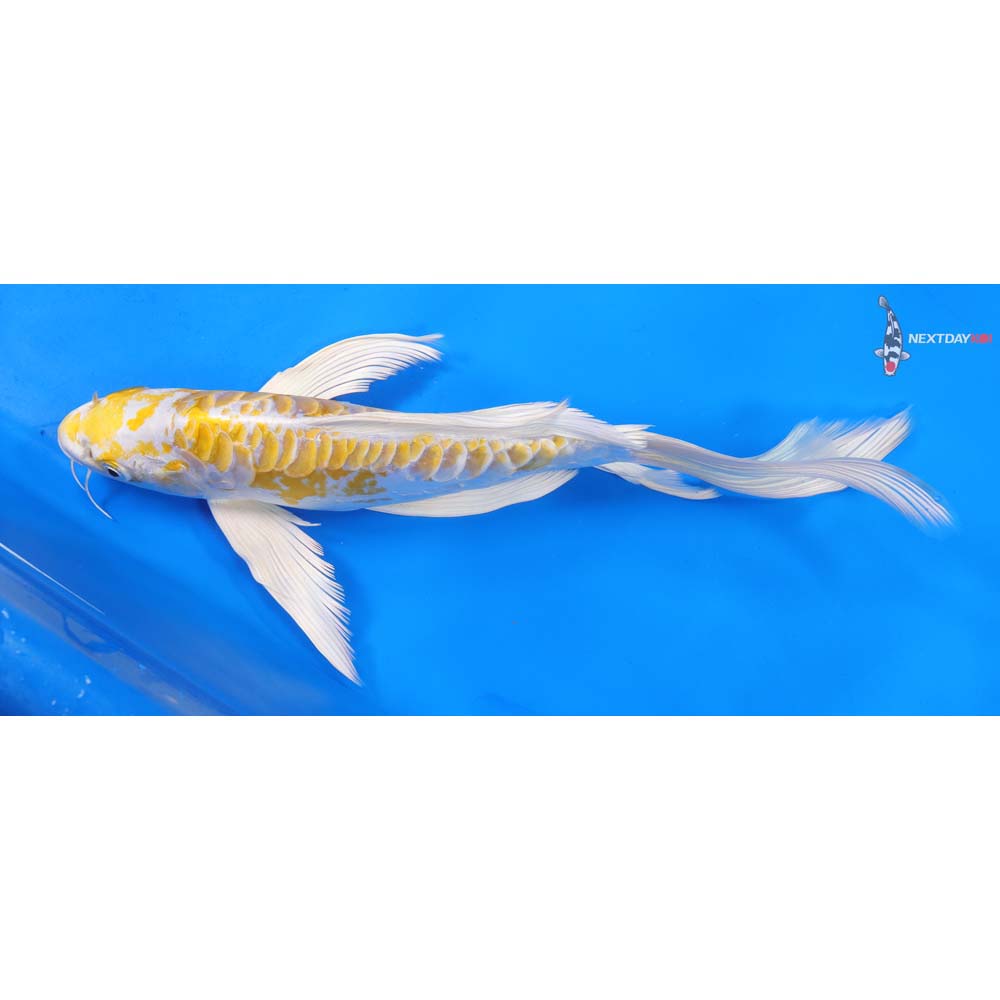 10.5” Imported Doitsu Lemon Hariwake Butterfly Koi