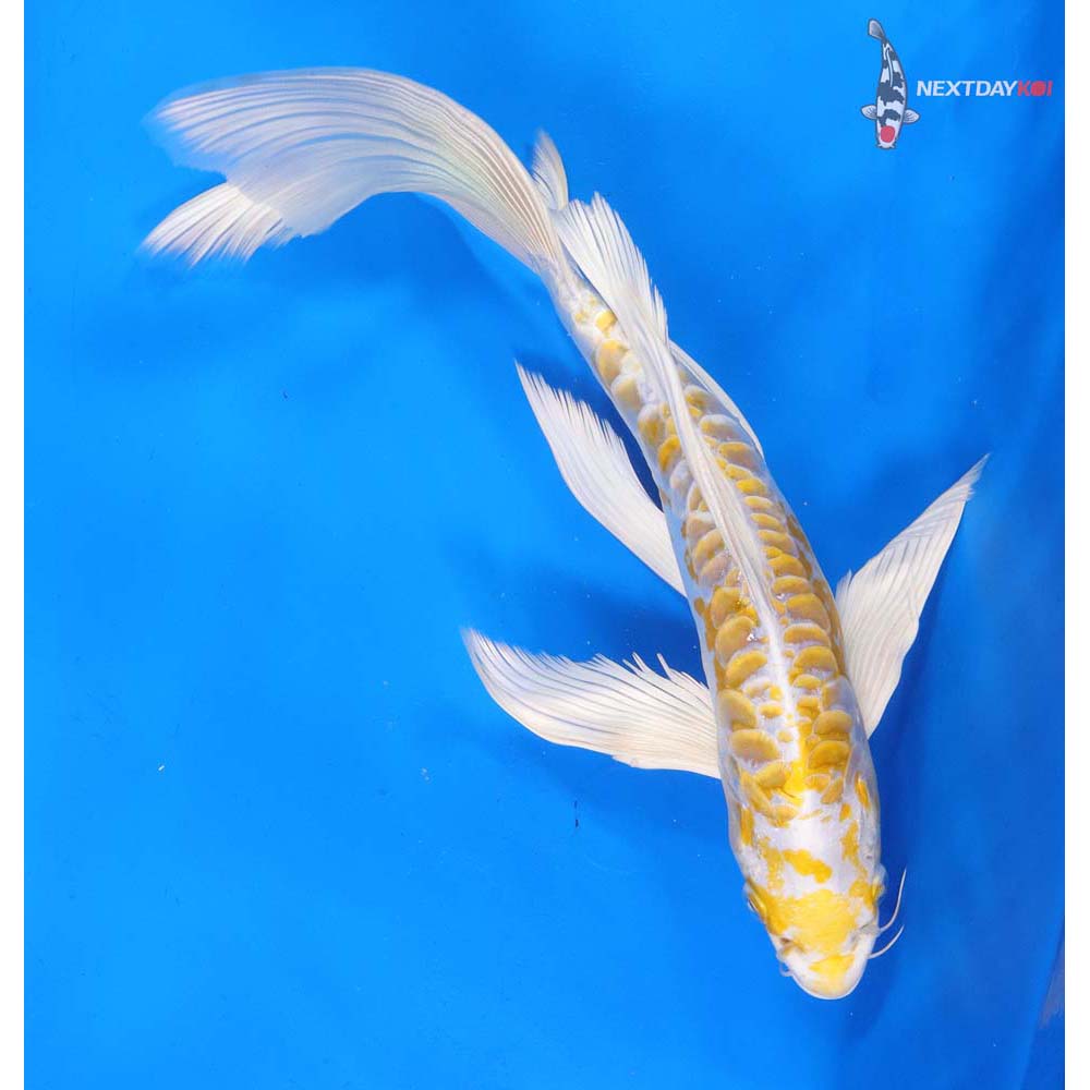 10.5” Imported Doitsu Lemon Hariwake Butterfly Koi