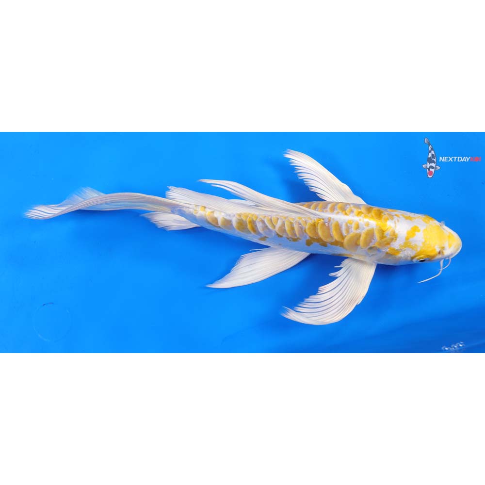 10.5” Imported Doitsu Lemon Hariwake Butterfly Koi