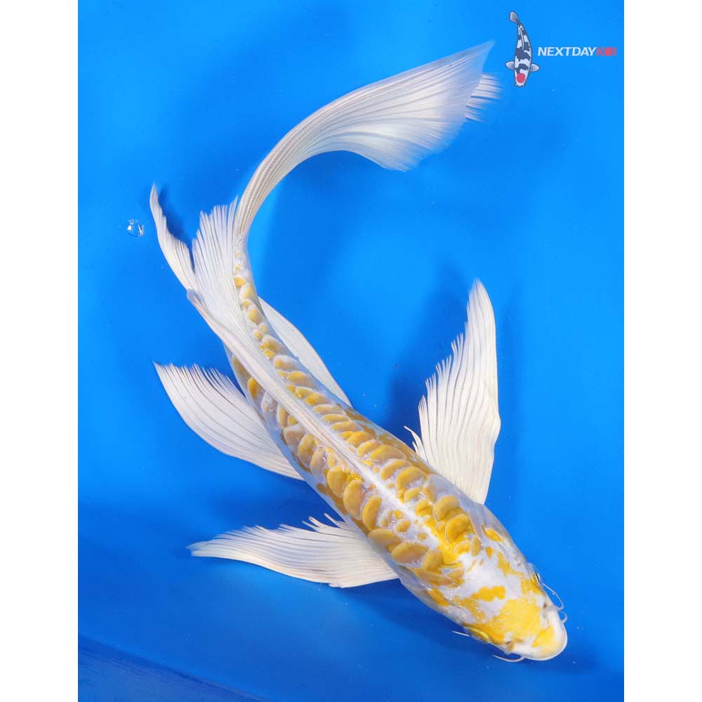 10.5” Imported Doitsu Lemon Hariwake Butterfly Koi