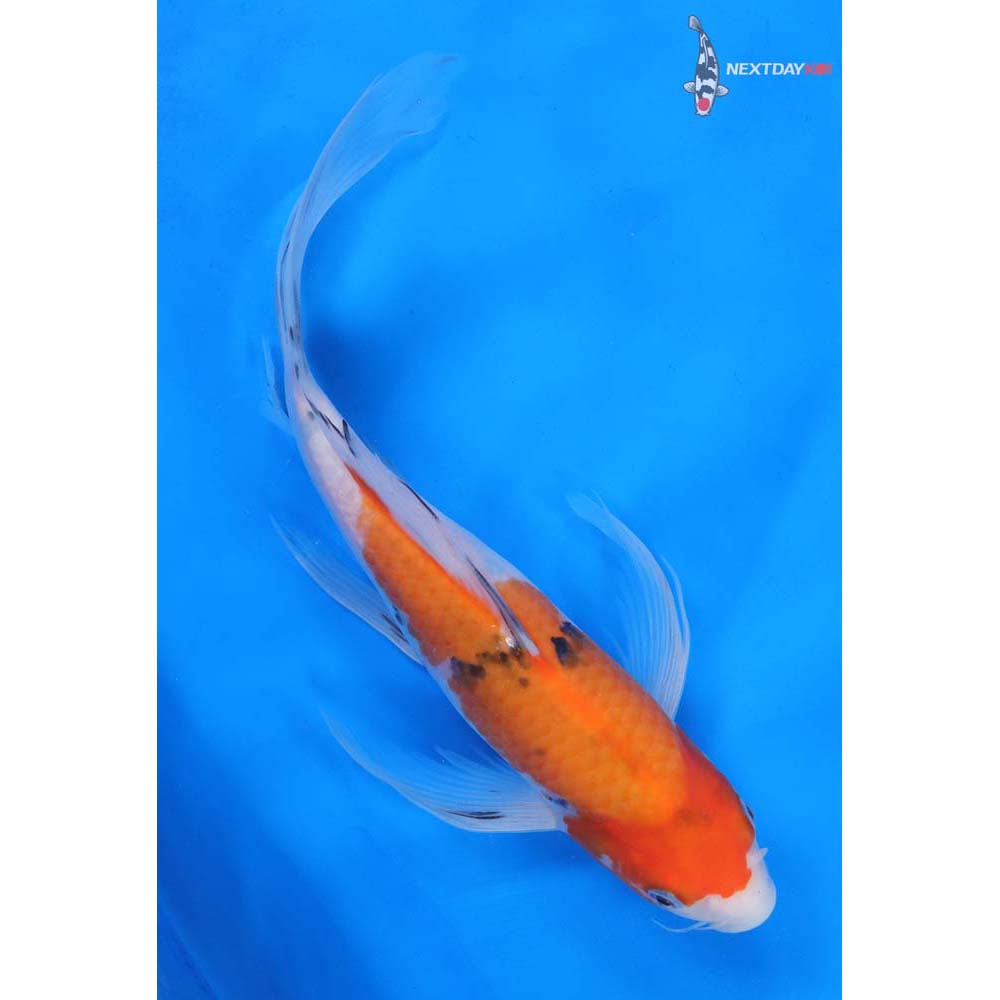 11” Imported Sanke Butterfly Koi