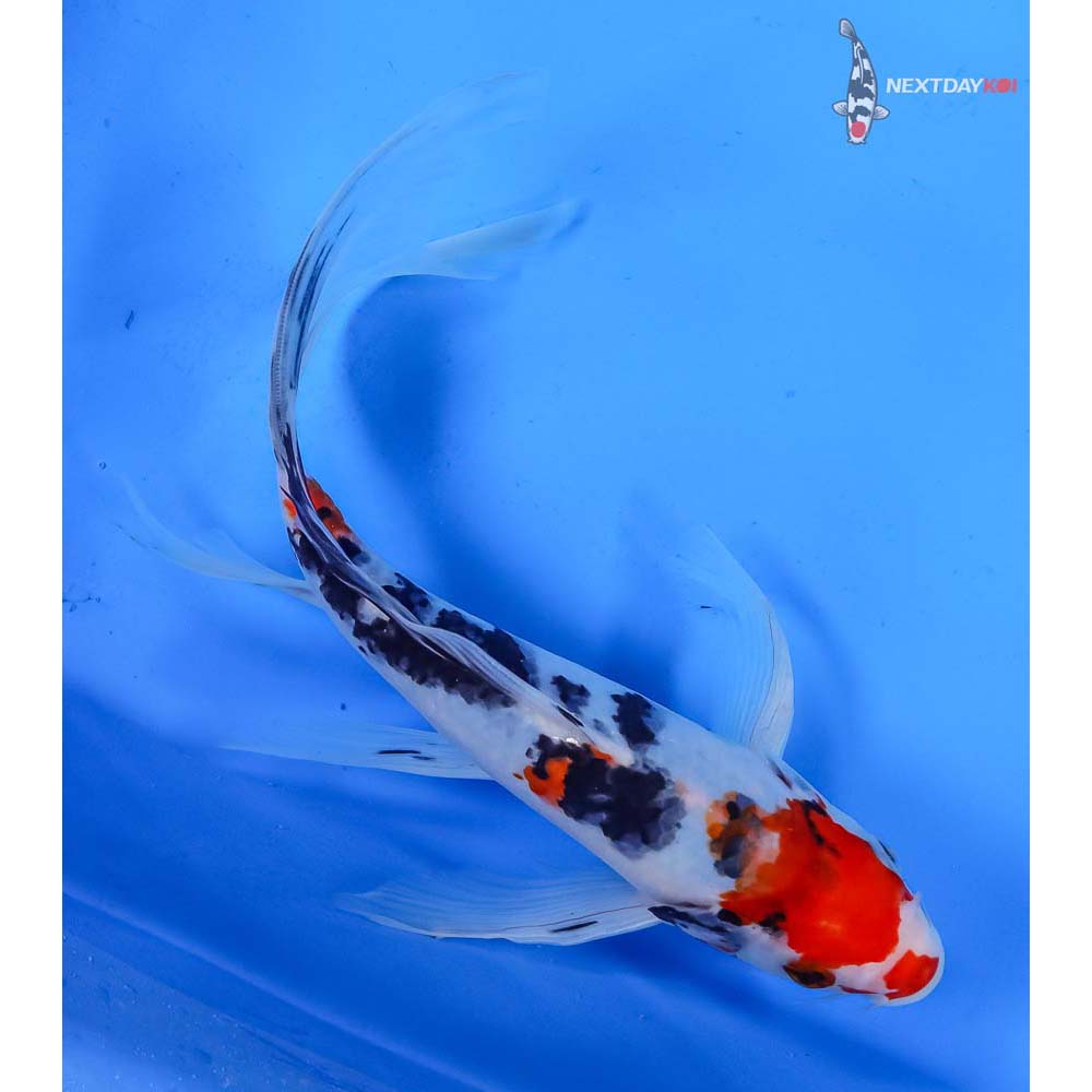 9.5” Imported Sanke Butterfly Koi