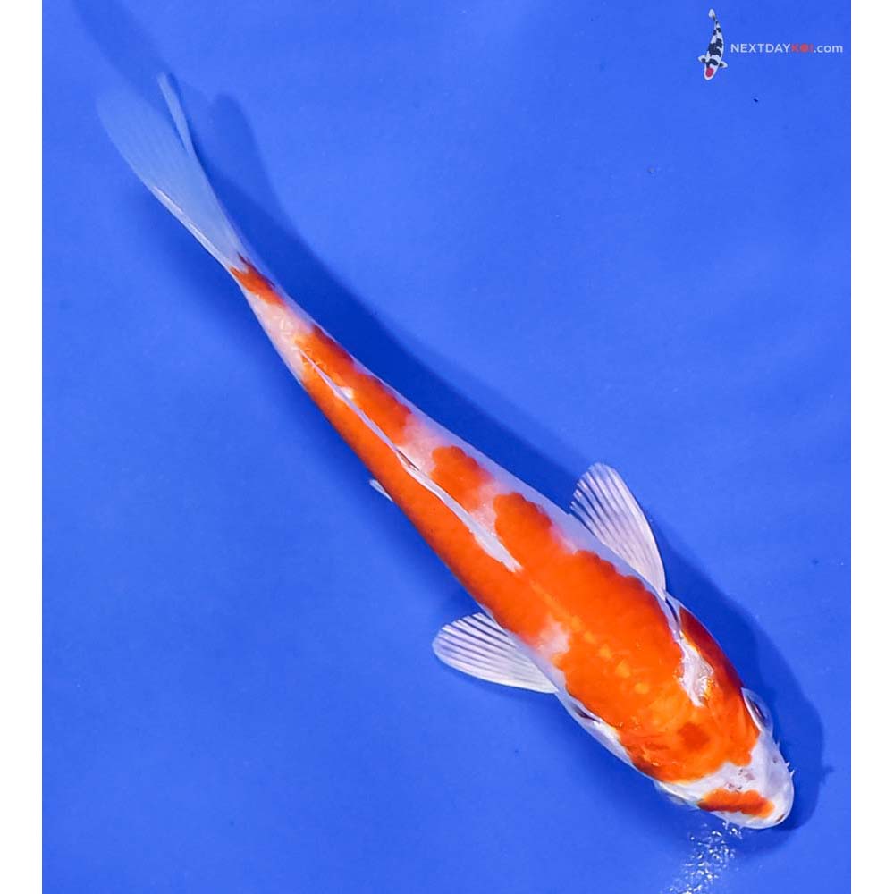 5” Imported Hariwake