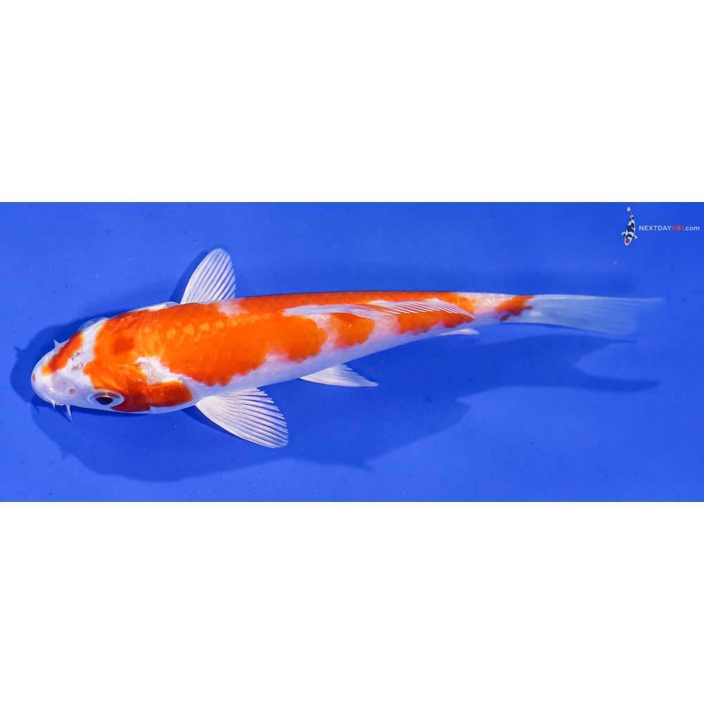 5” Imported Hariwake