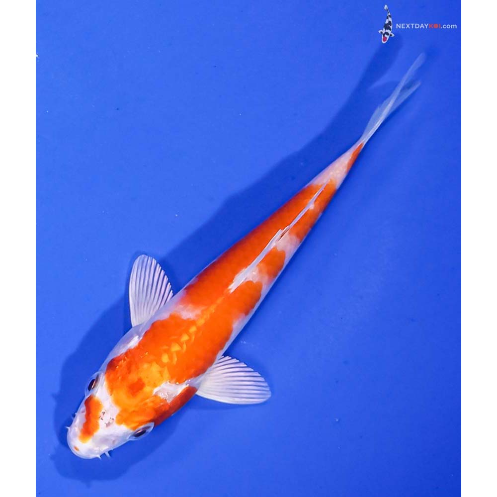 5” Imported Hariwake