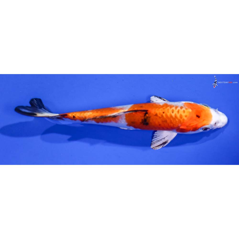 4.5” Imported Yamato Nishiki