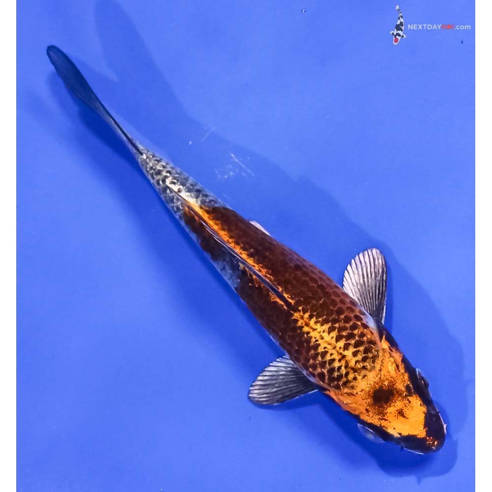 5” Imported Kujaku