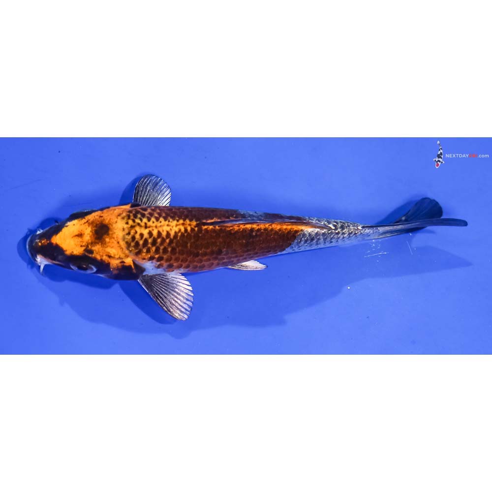 5” Imported Kujaku