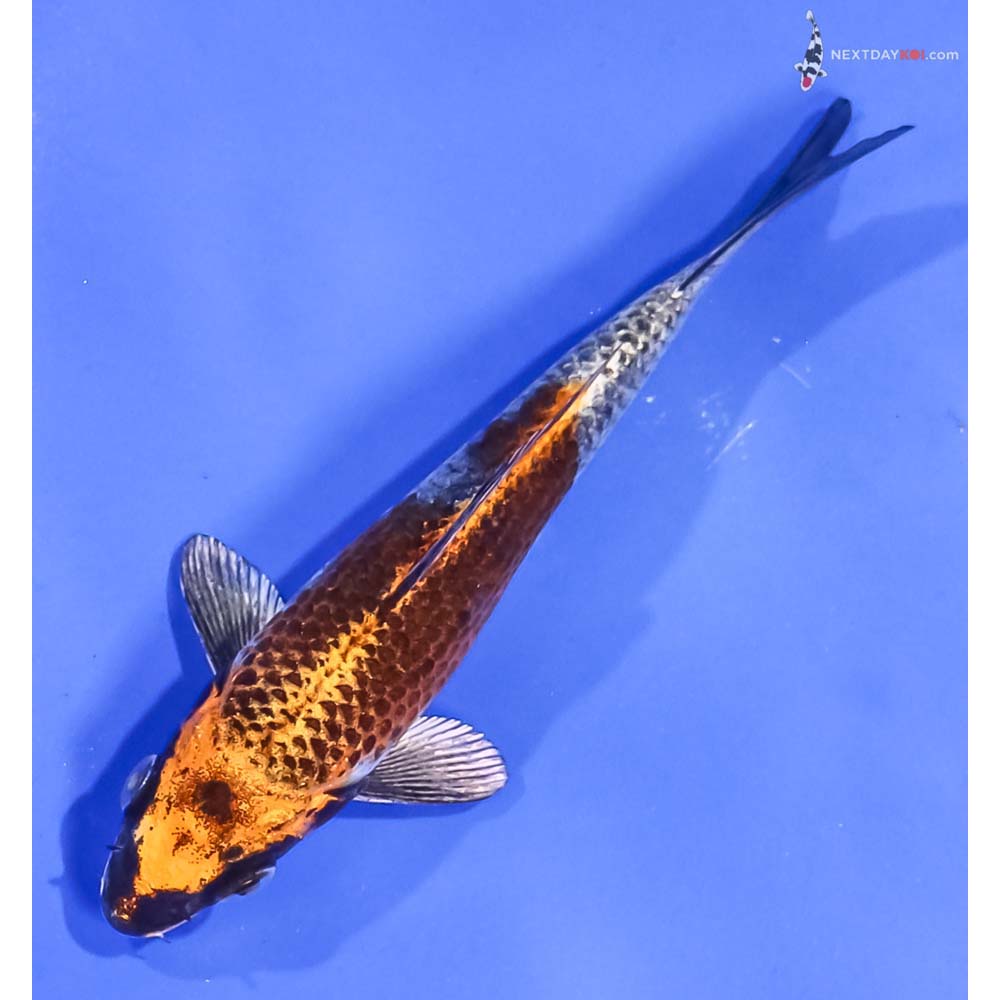 5” Imported Kujaku
