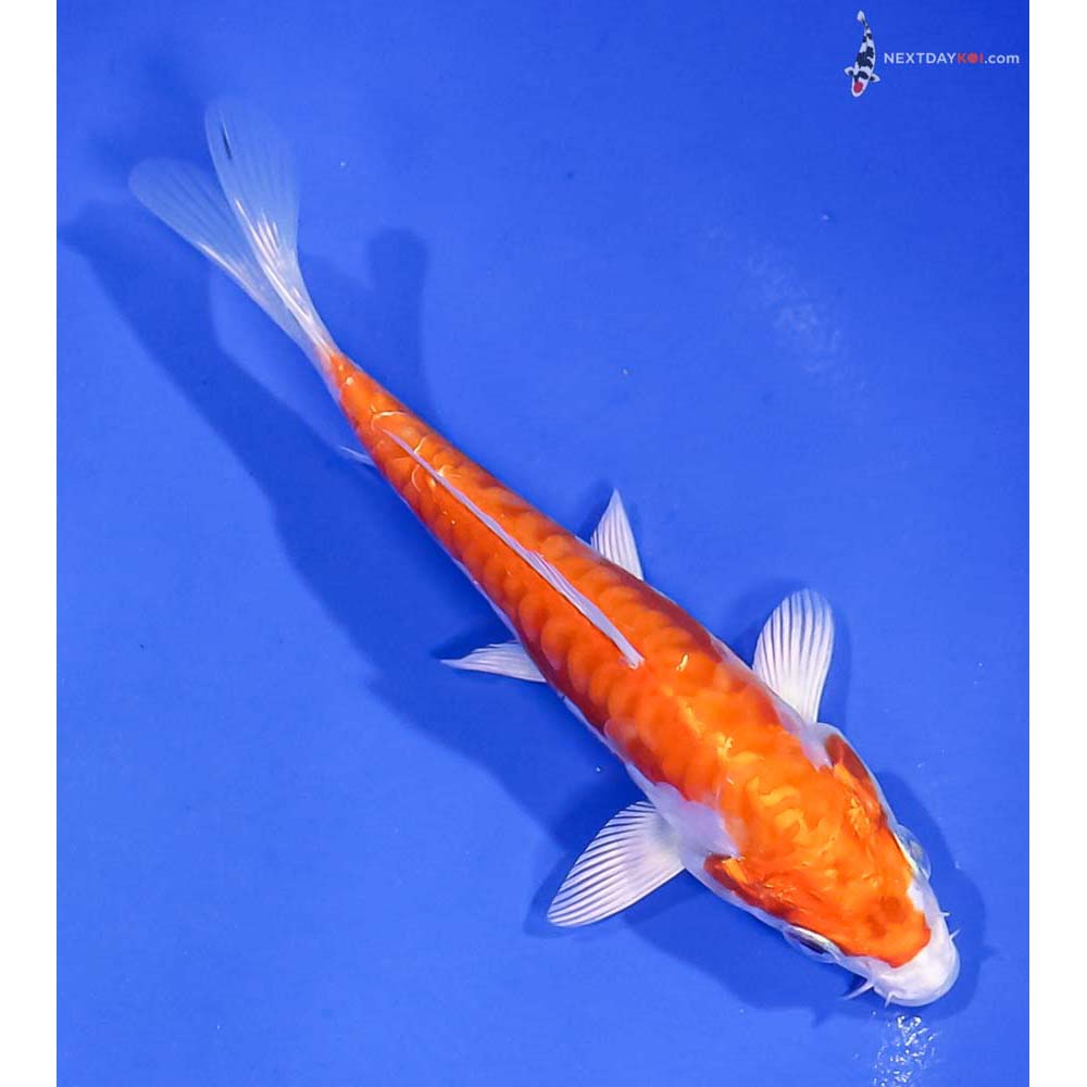 5” Imported Kikusui