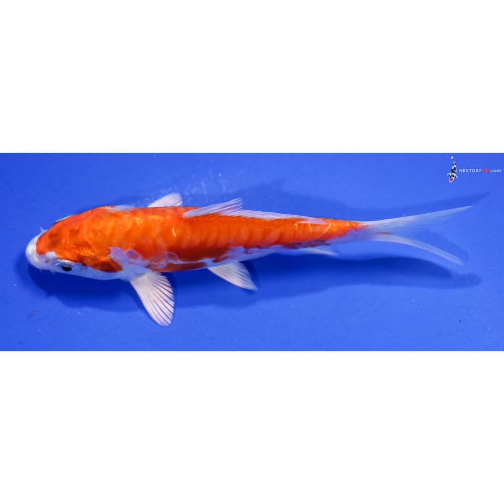 5” Imported Kikusui