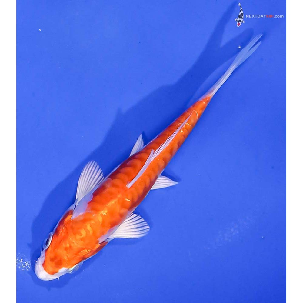 5” Imported Kikusui