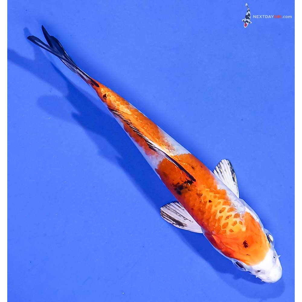 4.5” Imported Yamato Nishiki