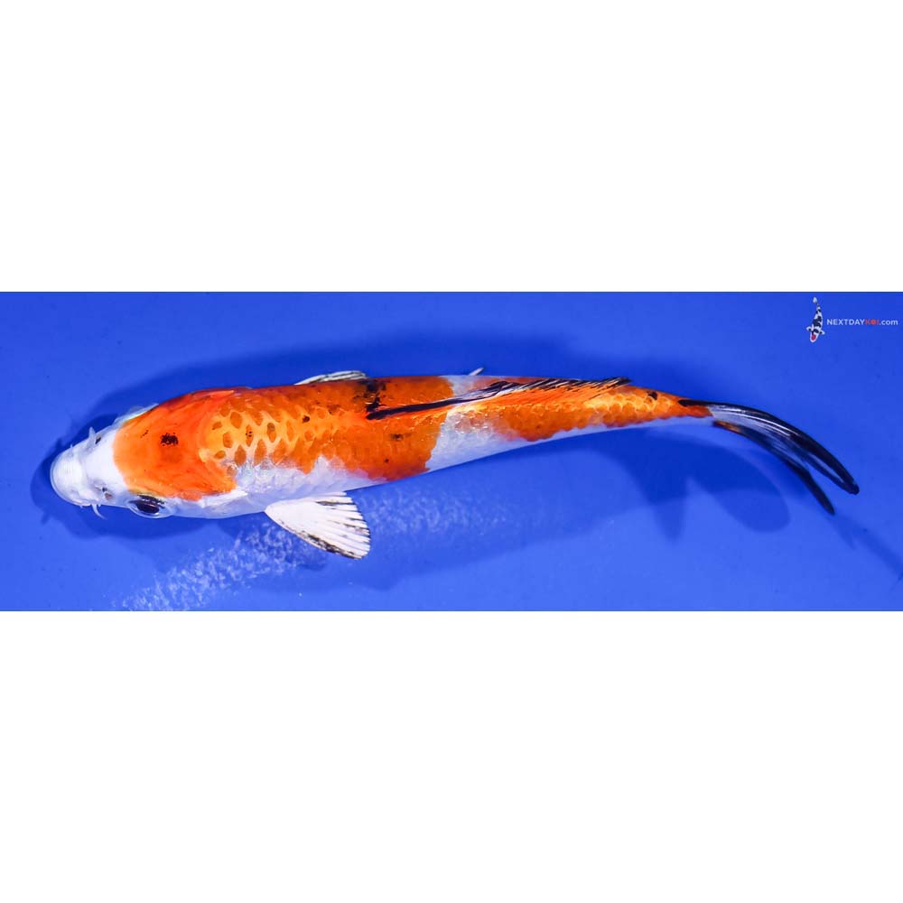 4.5” Imported Yamato Nishiki