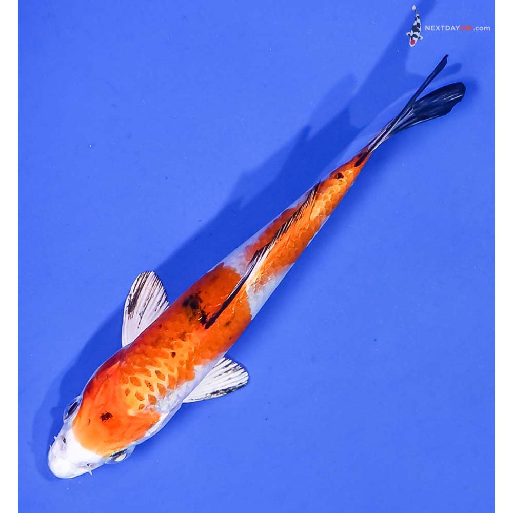 4.5” Imported Yamato Nishiki