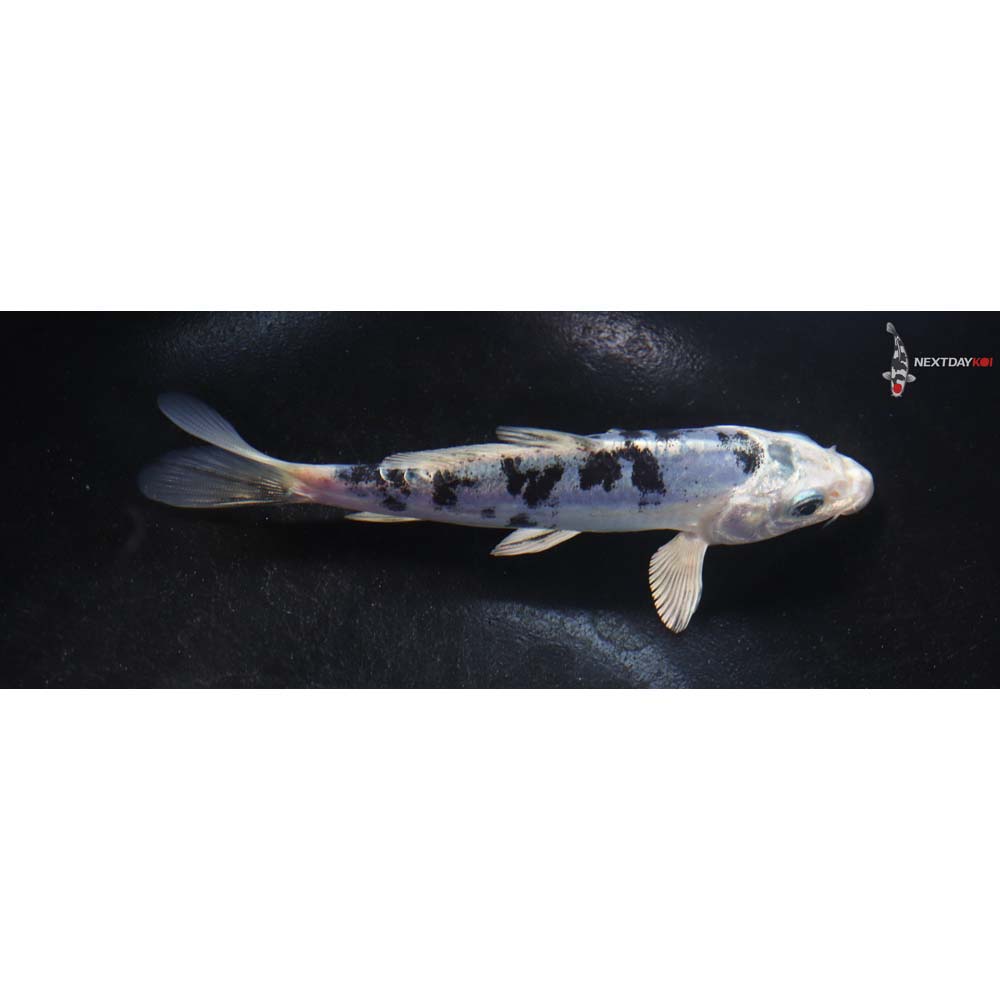 4.5” Imported Doitsu Gin Shiro Bekko