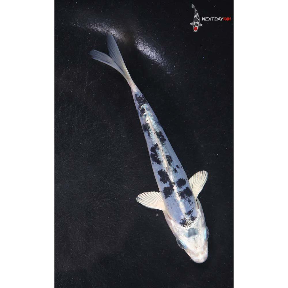 4.5” Imported Doitsu Gin Shiro Bekko