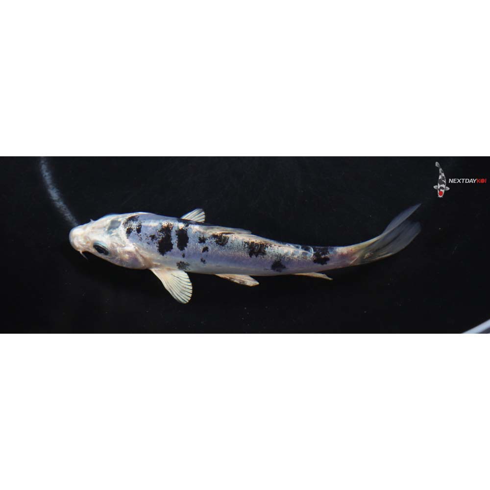 4.5” Imported Doitsu Gin Shiro Bekko