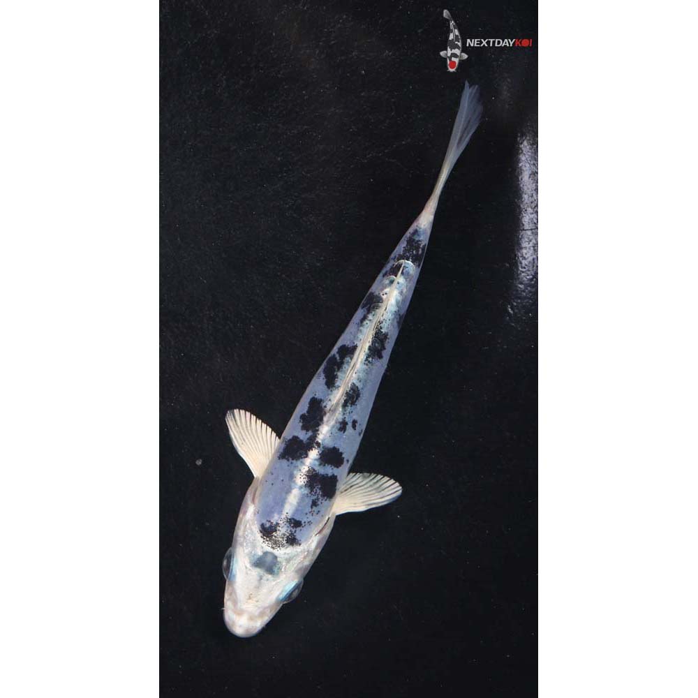 4.5” Imported Doitsu Gin Shiro Bekko