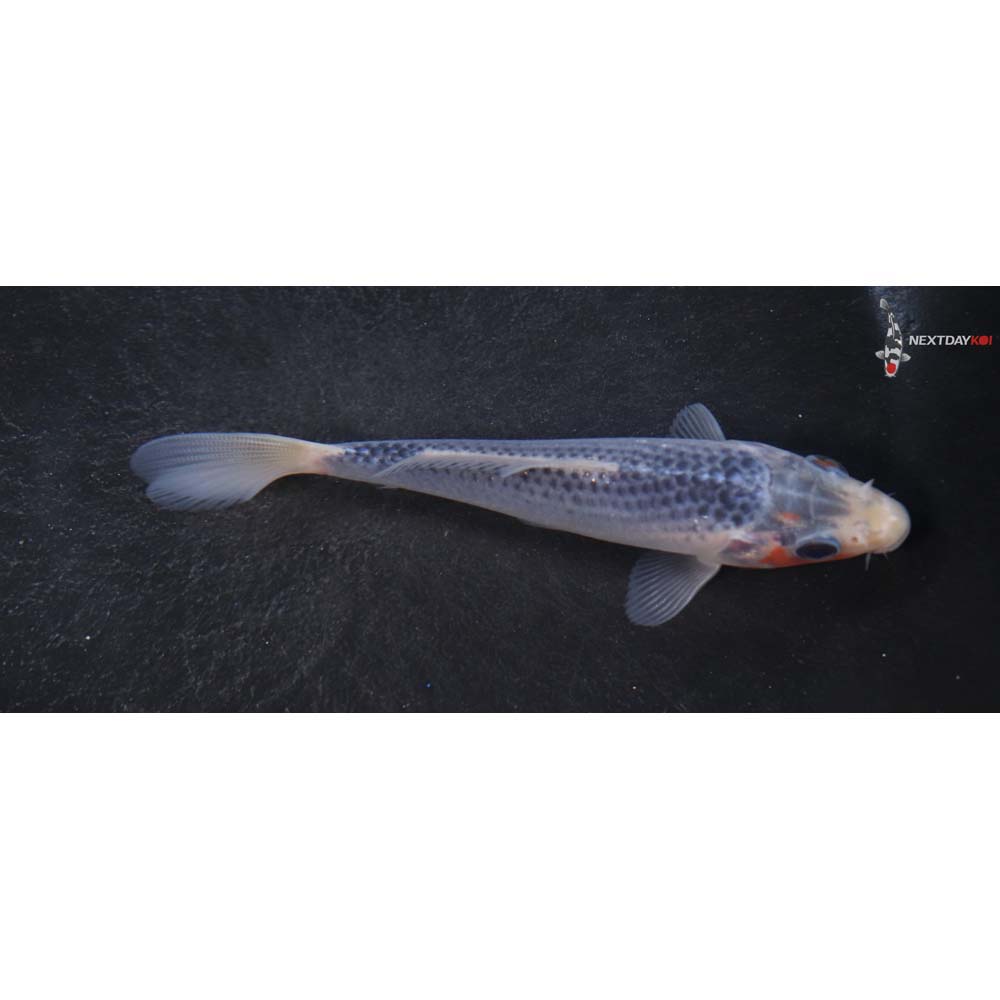 4.5” Imported Asagi