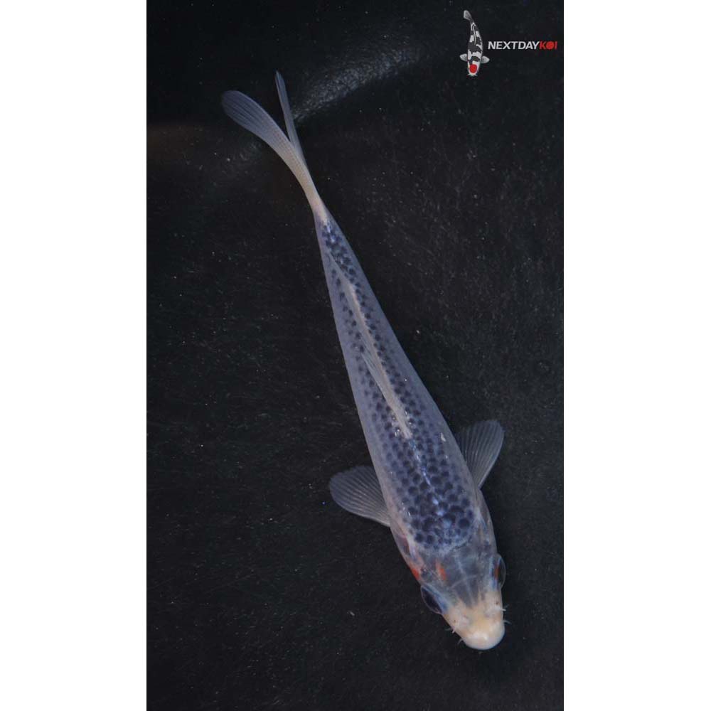 4.5” Imported Asagi