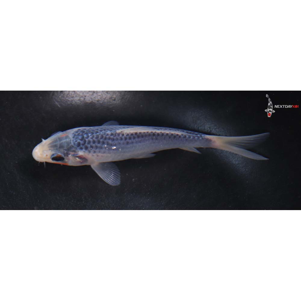 4.5” Imported Asagi